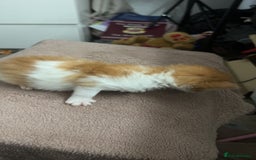 Mixed Breed cats for sale: Stunning mixed litter of kittens - Image 7