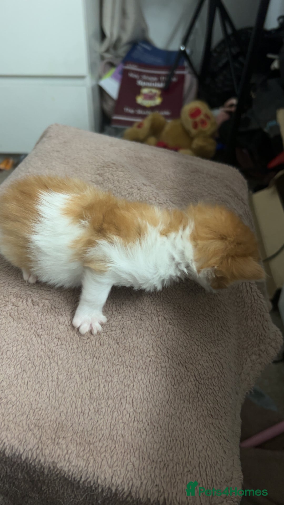 Mixed Breed cats for sale: Stunning mixed litter of kittens - Image 7