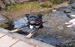 Rottweiler dogs for stud: Rottweiler cross for stud - Image 21