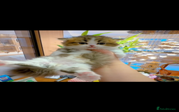 Munchkin cats for sale: Golden with white minute - Image 1