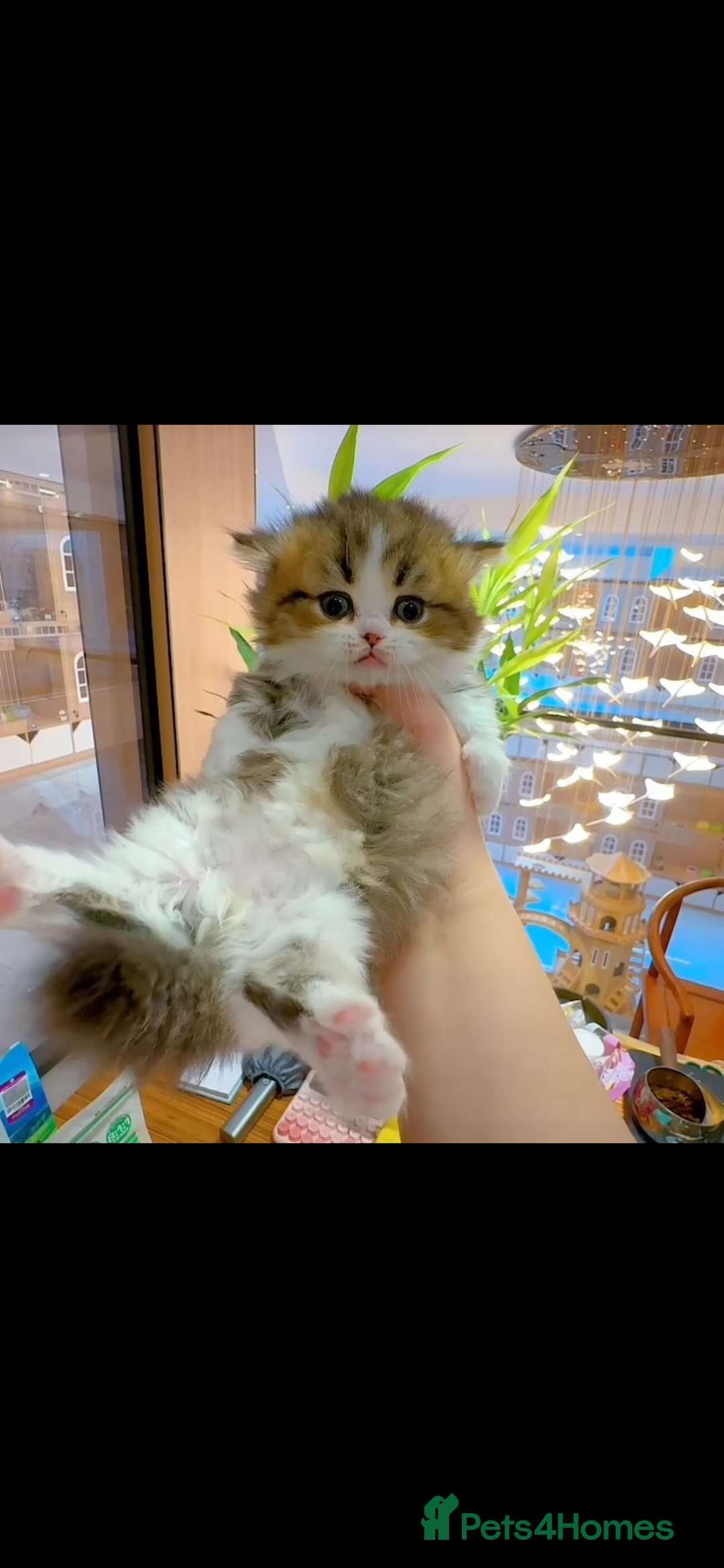 Munchkin cats for sale: Golden with white minute - Image 1