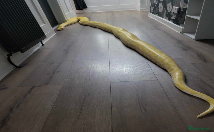 Snake reptiles - Advert 1