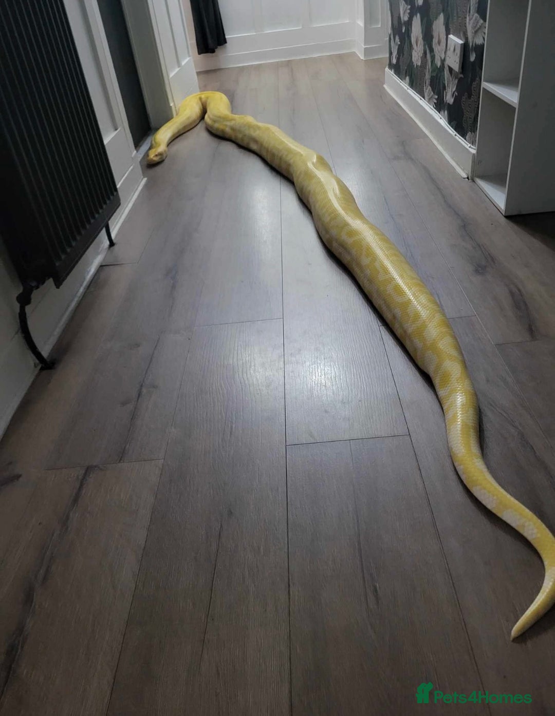 Snake reptiles for sale: Albino Burmese python  - Image 1