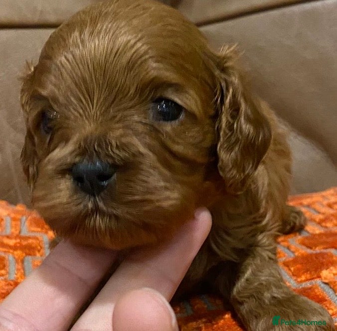 Cavapoo dogs F1 cavapoo  1 boy 1 girl available  - Advert 5