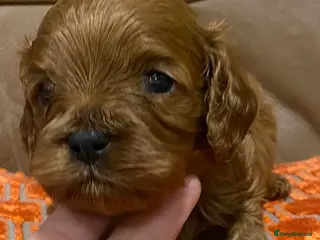 Cavapoo dogs F1 cavapoo 1 boy 1 girl available - Advert 5