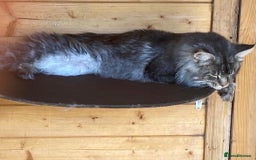 Maine Coon cats for stud: Active Tica duel Gccf Maine Coons in Grantham - Image 6