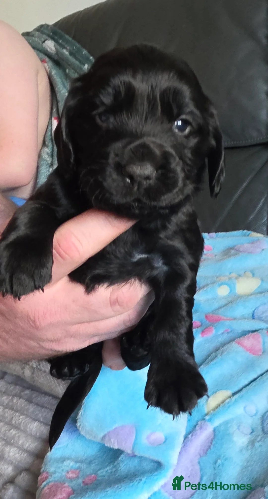 Cocker Spaniel dogs for sale: KC Registered Working Cocker Spaniels  - Advert 2