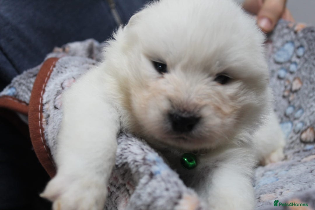 Samoyed dogs for sale: Samoyed puppies - fluff and joy - Image 11