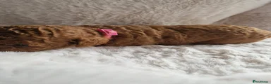 Pink collar girl