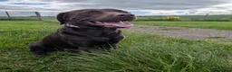 Mixed Breed dogs for sale: Labmaraners  in Kirriemuir - Advert 4