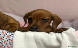 Dachshund dogs for sale: Gorgeous dachshund puppies  - Image 8