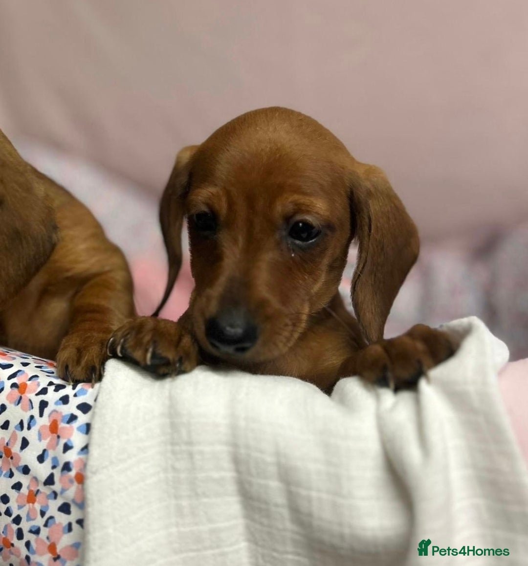 Dachshund dogs for sale: Gorgeous dachshund puppies  - Image 8
