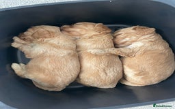 Cavapoo dogs for sale: Wonderful beautiful f1 champagne cavapoo babies  - Image 16
