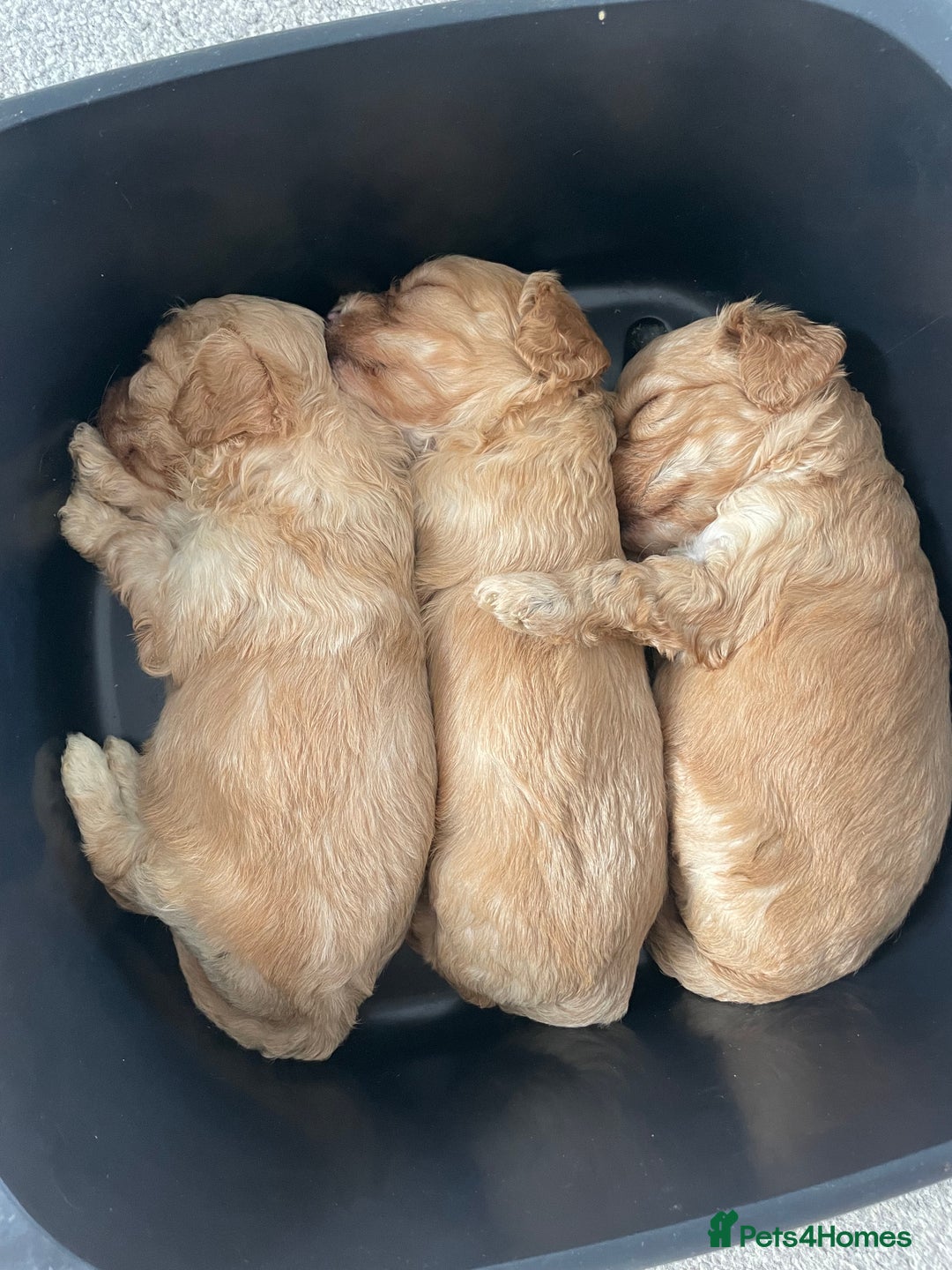 Cavapoo dogs for sale: Wonderful beautiful f1 champagne cavapoo babies  - Image 16