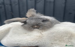 Angora rabbits for sale: Angora max faced bunny  - Image 10