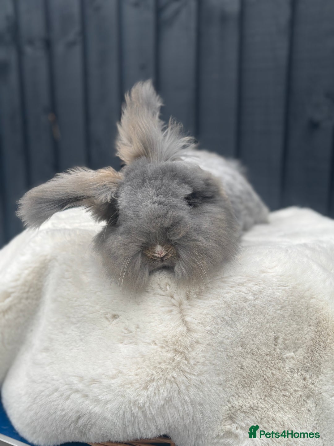 Angora rabbits for sale: Angora max faced bunny  - Image 10