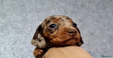 Miniature Dachshund dogs - Advert 2