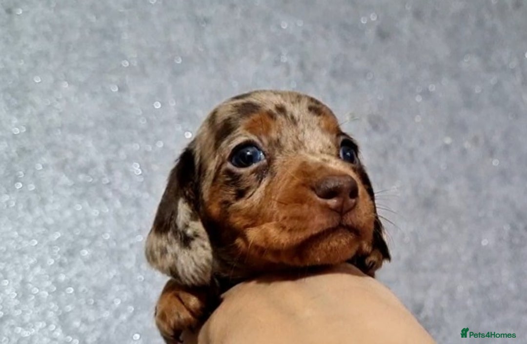 Miniature Dachshund dogs for sale: 💜Extra miniature chocholate dapple daschunds💜  - Image 7