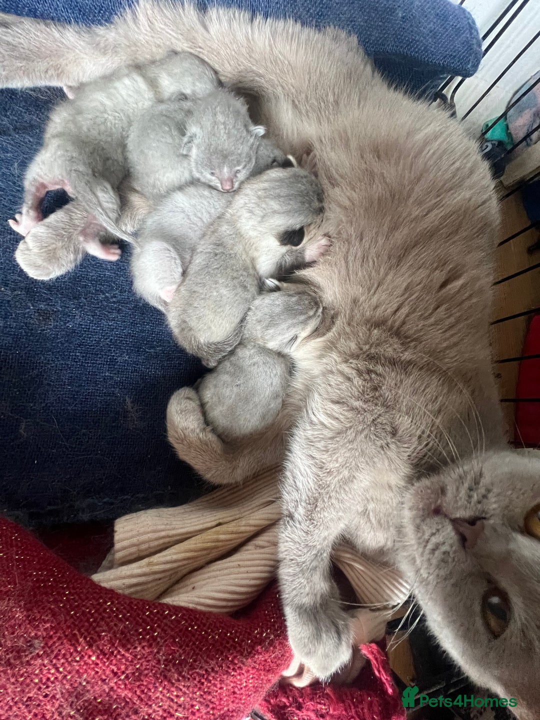 British Shorthair cats for sale: Beautiful British shorthair x - Image 8