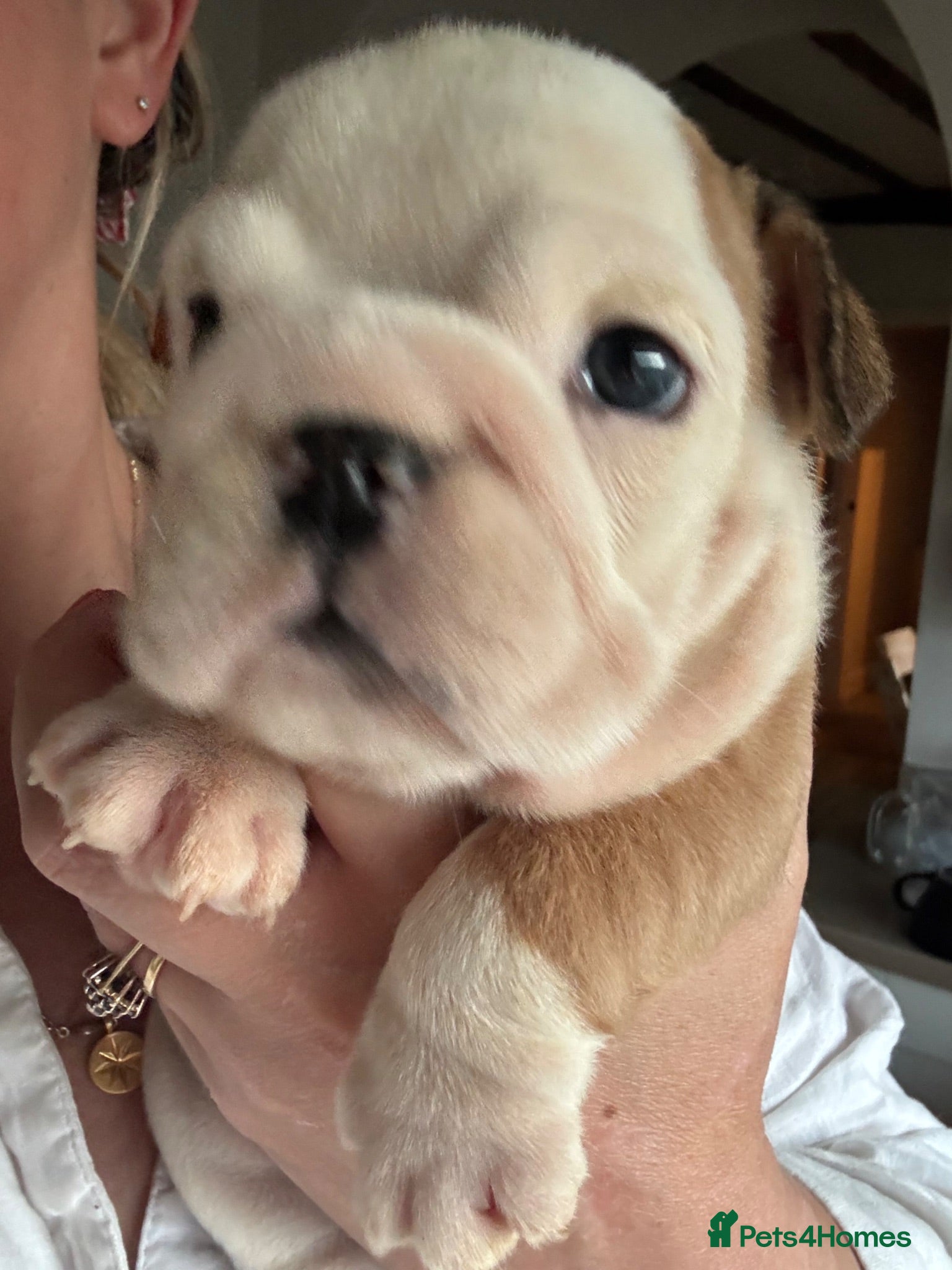 English Bulldog dogs 2 girls left!Kc registered 1 fullwhite 1 red&white - Advert 3