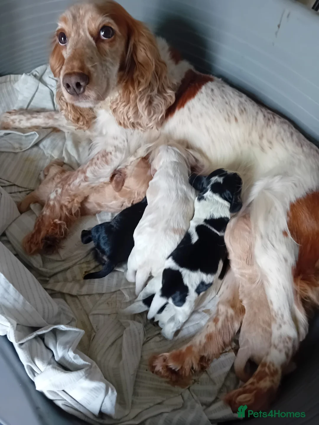 Cocker Spaniel dogs for sale: Cocker spaniel puppies  - Advert 2