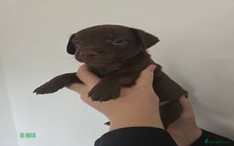 Patterdale Terrier dogs for sale: Chocolate Patterdale terrier pups  - Image 9