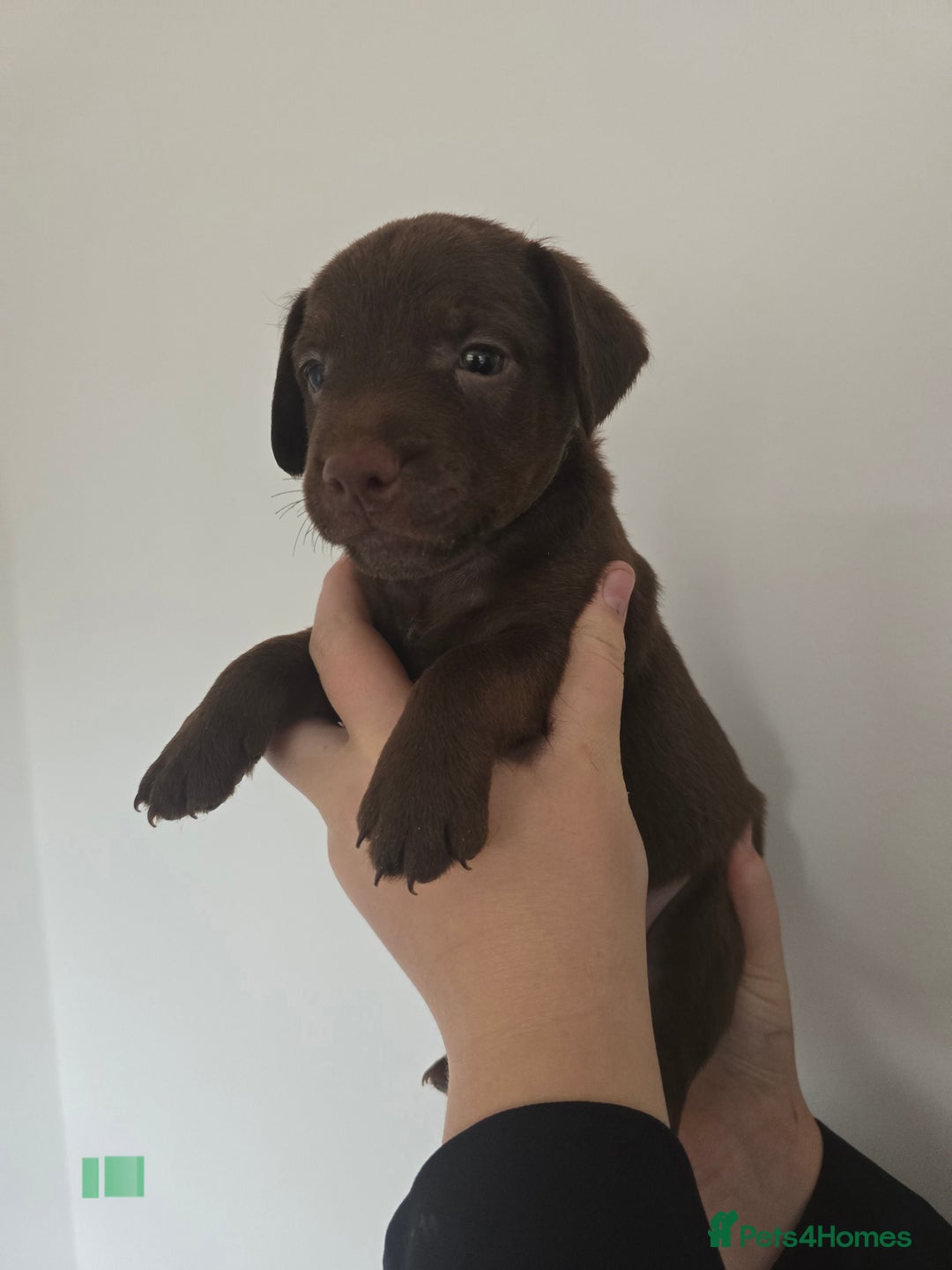 Patterdale Terrier dogs for sale: Chocolate Patterdale terrier pups  - Image 9