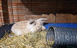 Mini Lion Lop rabbits for sale: Super floofy gorgeous golden lion lop boy - Image 7
