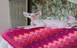 Devon Rex cats for sale: ✨Blue eyed, blue Torrie angel available now✨ - Image 7