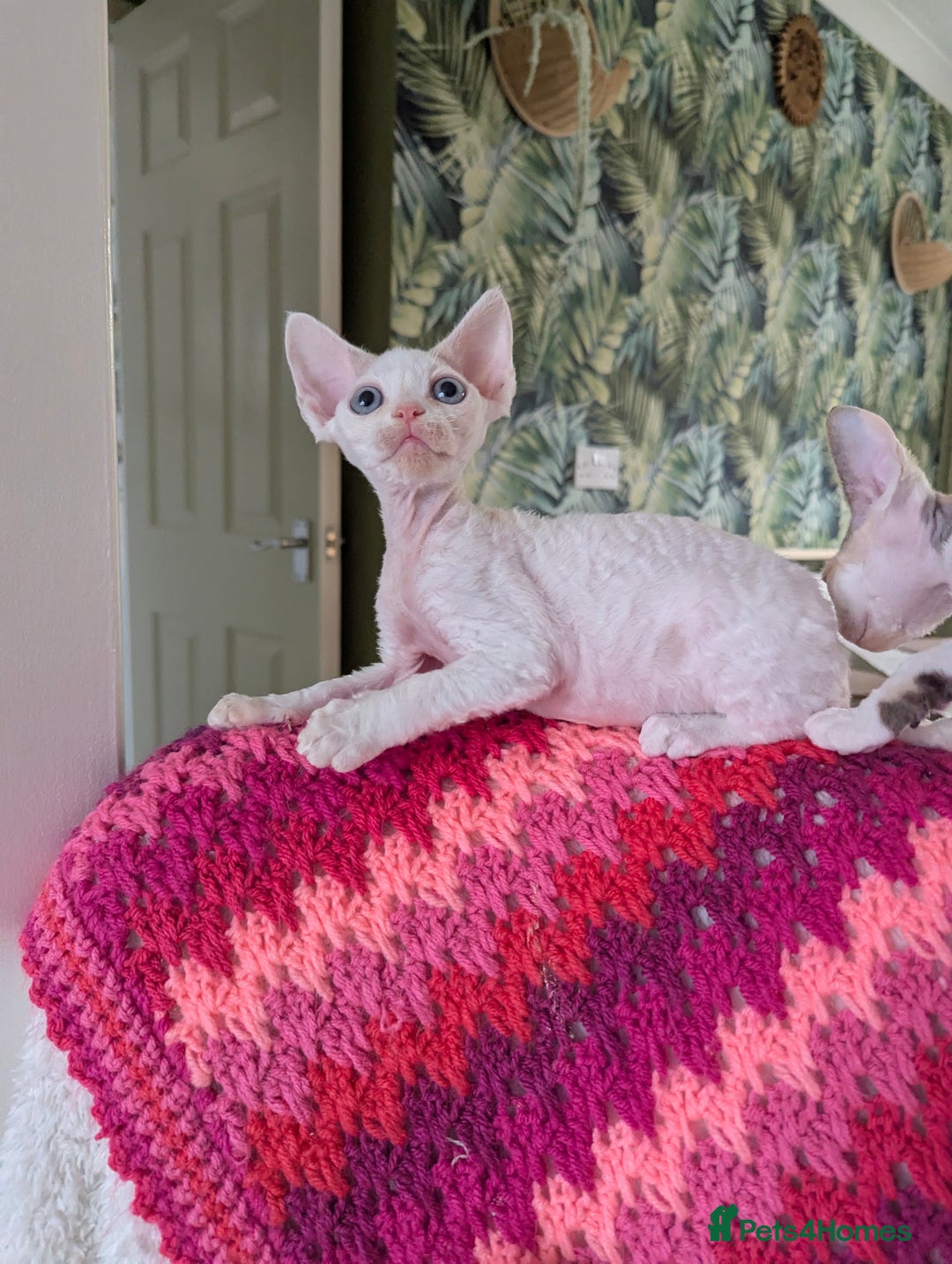 Devon Rex cats for sale: ✨Blue eyed, blue Torrie angel available now✨ - Image 7
