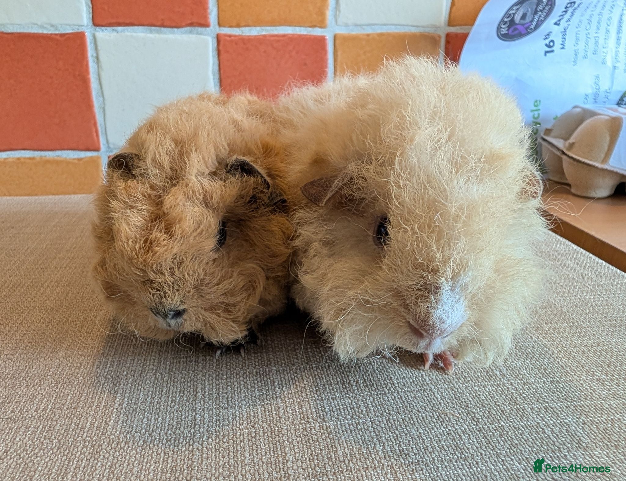 Guinea Pig rodents Gorgeous alpaca boys looking for their 5* home - Advert 1