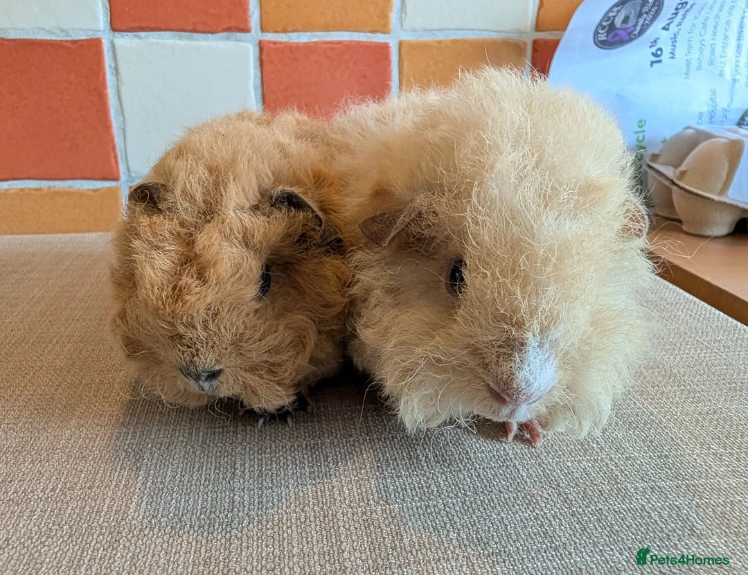 Guinea Pig rodents for sale: Gorgeous alpaca boys looking for their 5* home - Advert 1