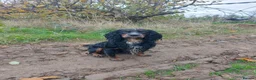 Cocker Spaniel dogs for stud: Pedigree working cocker spaniel  in Tonbridge - Advert 2