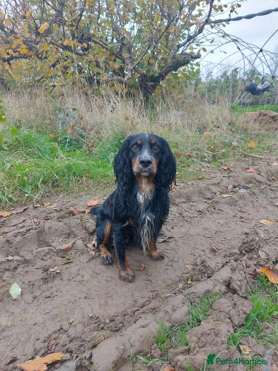 Cocker Spaniel dogs for stud: Pedigree working cocker spaniel  in Tonbridge - Advert 2