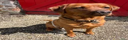 Labrador Retriever dogs for sale: KC Registered Labrador Puppies - Advert 3