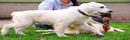 Golden Retriever dogs for sale: Purpose Bred Puppies for Assistance & Family Homes - Advert 6