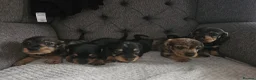 Dachshund dogs for sale: Wirehaired daschund pups - Advert 15