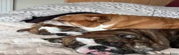 English Bulldog dogs for sale: Blue nicknamed Teacake - Advert 3
