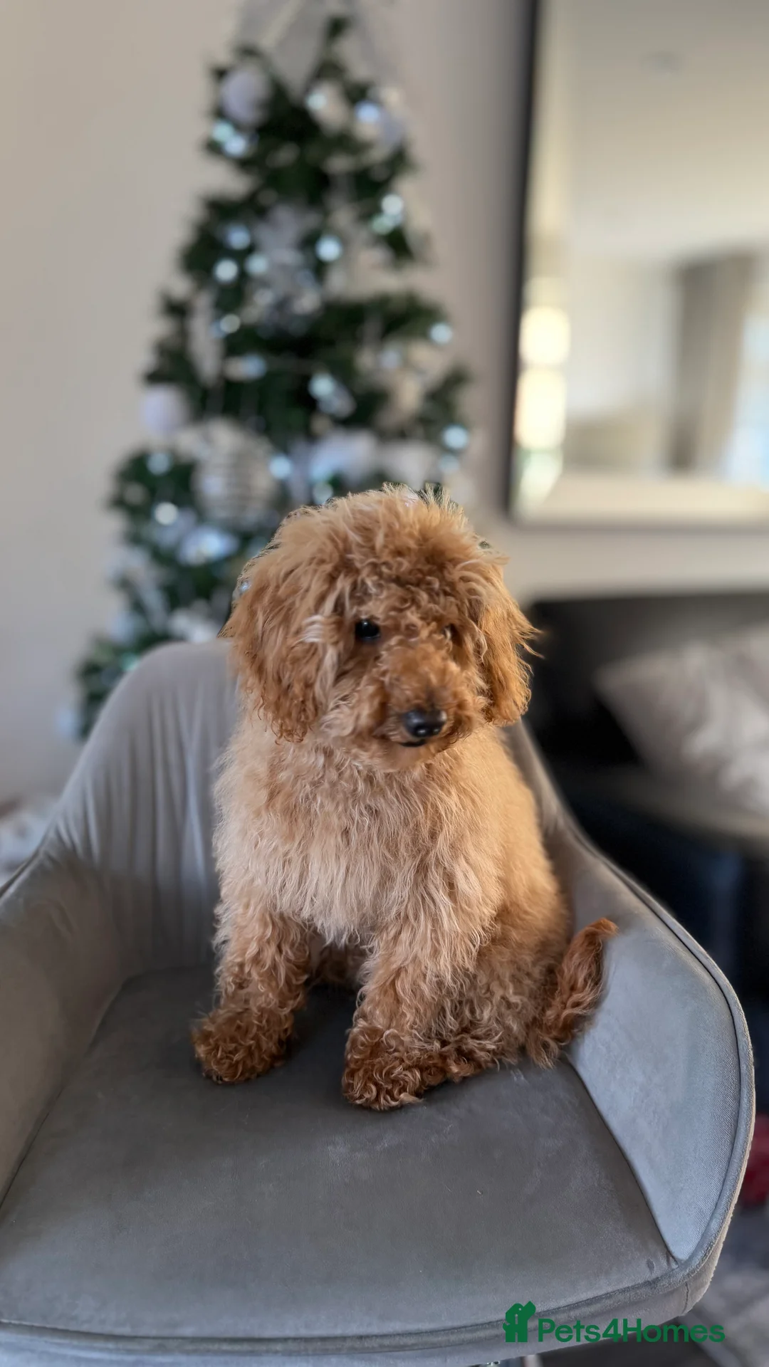 Maltipoo dogs for sale: Maltipoo boy 6 months old - Advert 2