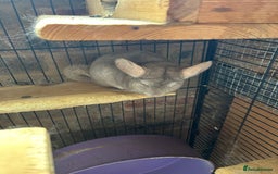 Chinchilla rodents for sale: 2 Bonded Male Chinchillas - Image 3