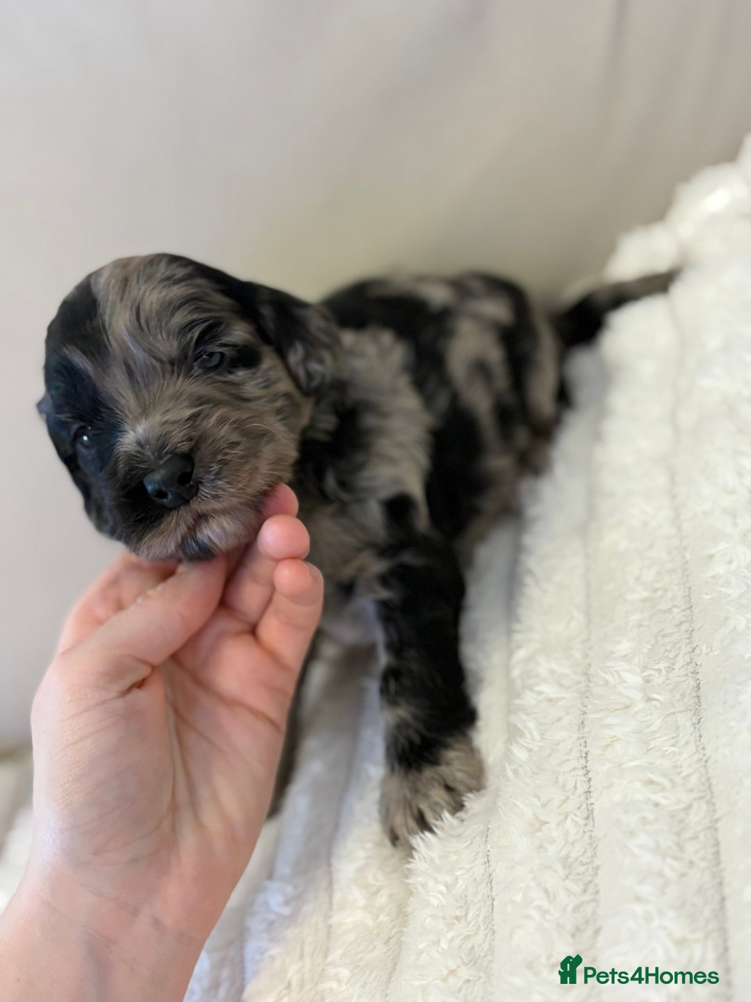 Cockapoo dogs for sale: Cockapoo litter  - Advert 15