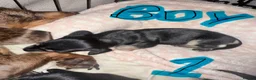 Miniature Dachshund dogs for sale: KC Registered Mini Dachshund Puppies – Available - Advert 5
