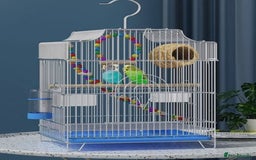 Budgerigars birds for sale: Budgies yellow and  everything you need included  - Image 3