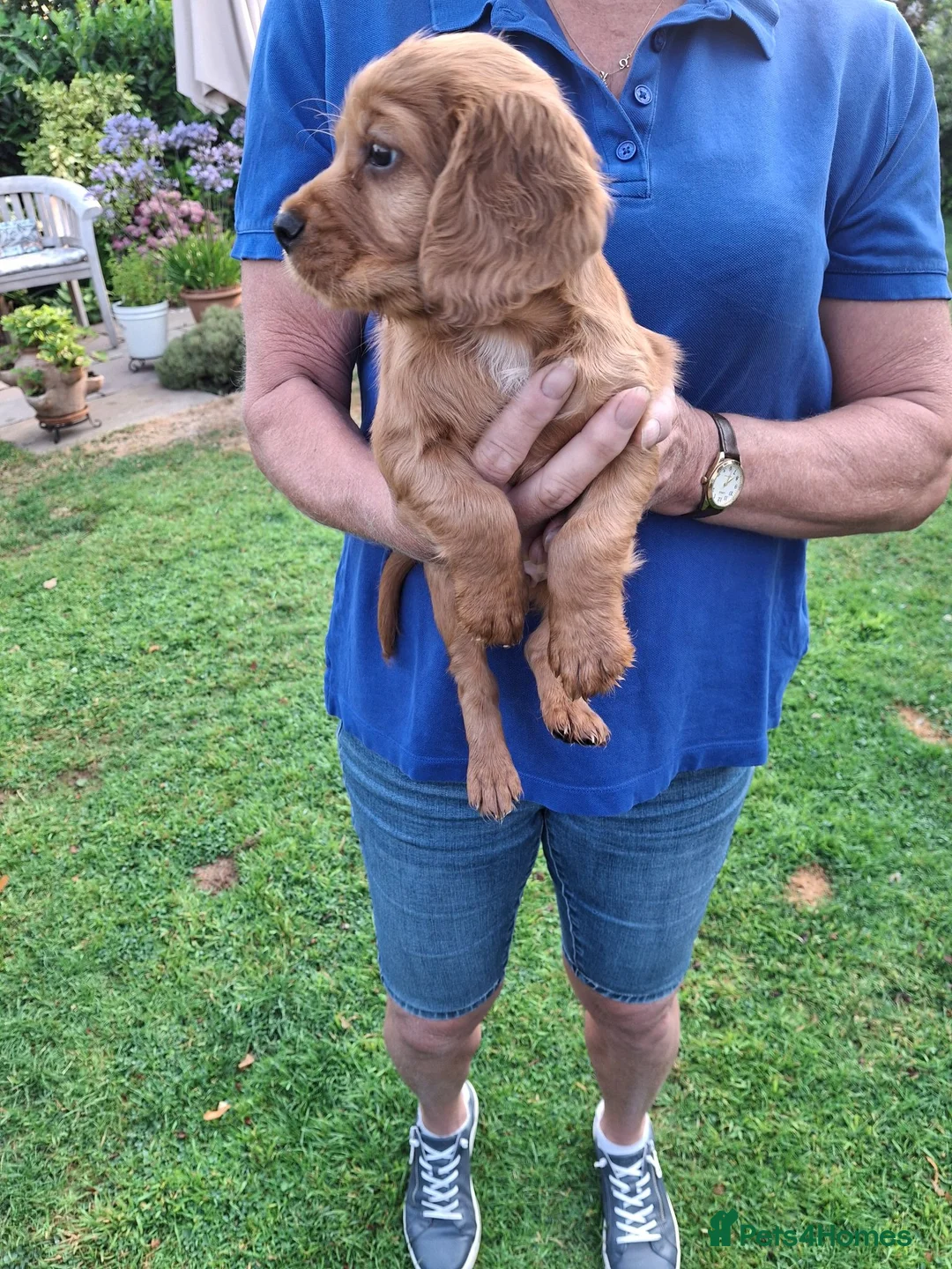 Mixed Breed dogs for sale: Cockerliar puppies in Droitwich - Advert 2