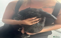 Netherland Dwarf rabbits for sale: Dwarf rabbit  - Image 2
