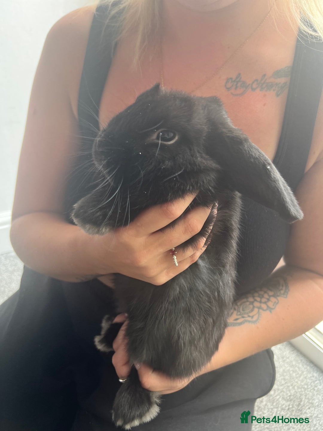 Netherland Dwarf rabbits for sale: Dwarf rabbit  - Image 2