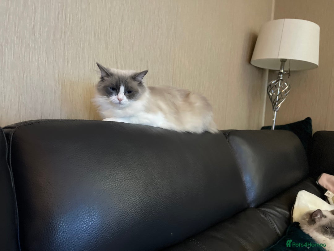 Ragdoll cats for sale: Our little snow babies ragdoll kittens  - Image 21