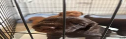 Cocker Spaniel dogs for sale: Gorgeous working type cocker spaniel puppies - Advert 6