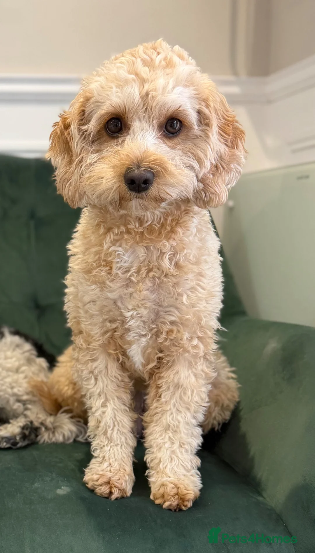 Cavapoo dogs for sale: F1BB Red Toy Cavapoos  in Sittingbourne - Advert 17