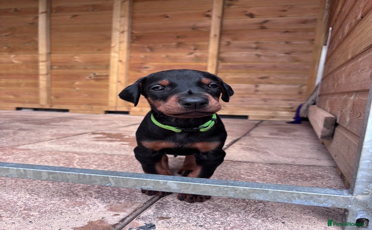 Dobermann dogs - Advert 1
